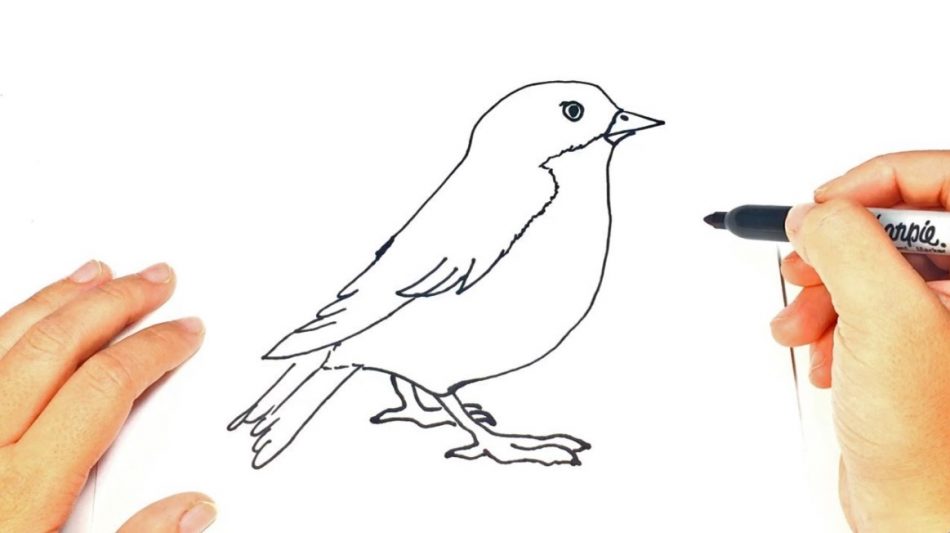 Detail Sketsa Gambar Burung Di Pohon Nomer 15
