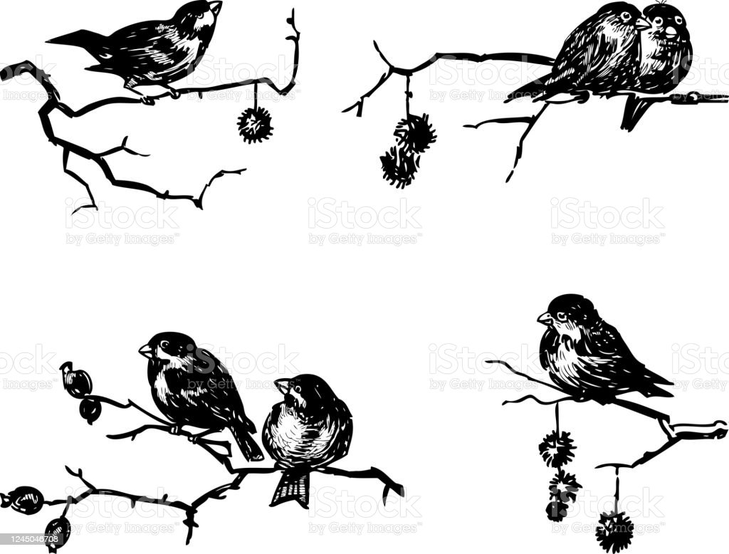 Detail Sketsa Gambar Burung Di Pohon Nomer 36