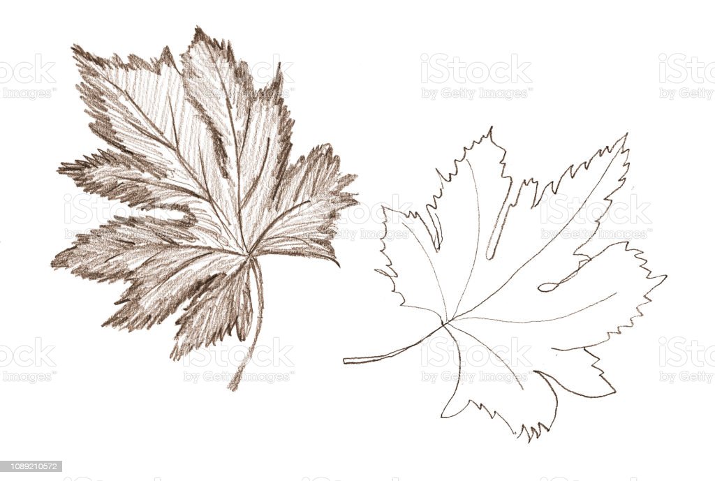 Detail Sketsa Gambar Daun Nomer 18