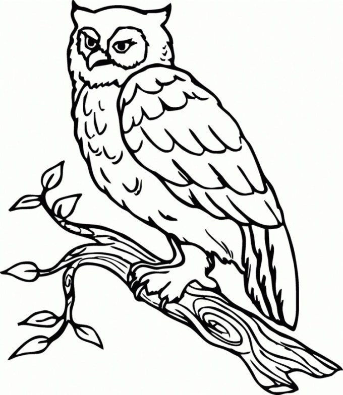 Detail Sketsa Gambar Fauna Nomer 6