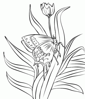 Detail Sketsa Gambar Flora Dan Fauna Nomer 29