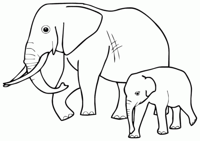 Detail Sketsa Gambar Hewan Gajah Nomer 15