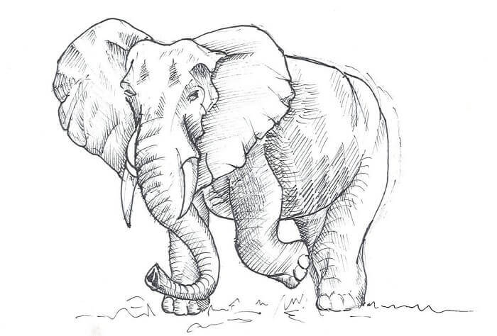 Detail Sketsa Gambar Hewan Gajah Nomer 24