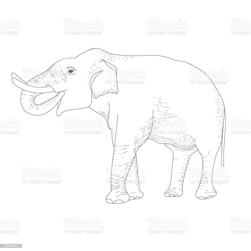 Detail Sketsa Gambar Hewan Gajah Nomer 44