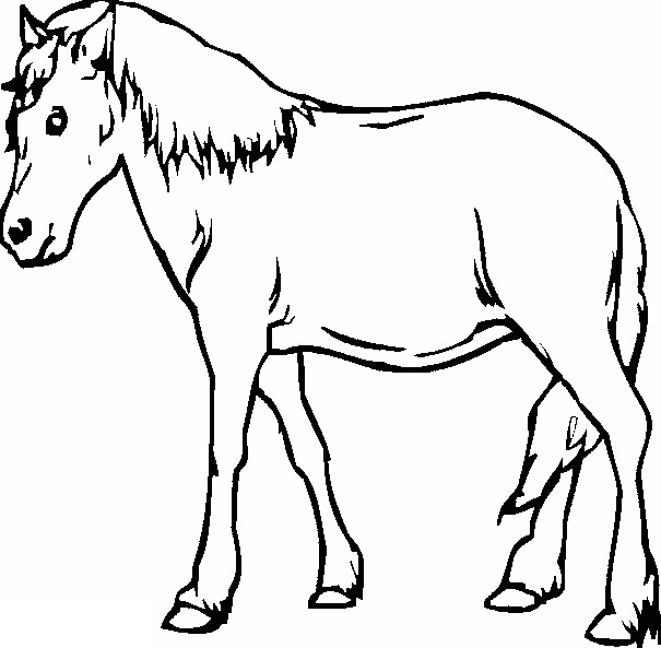 Detail Sketsa Gambar Hewan Kuda Nomer 23