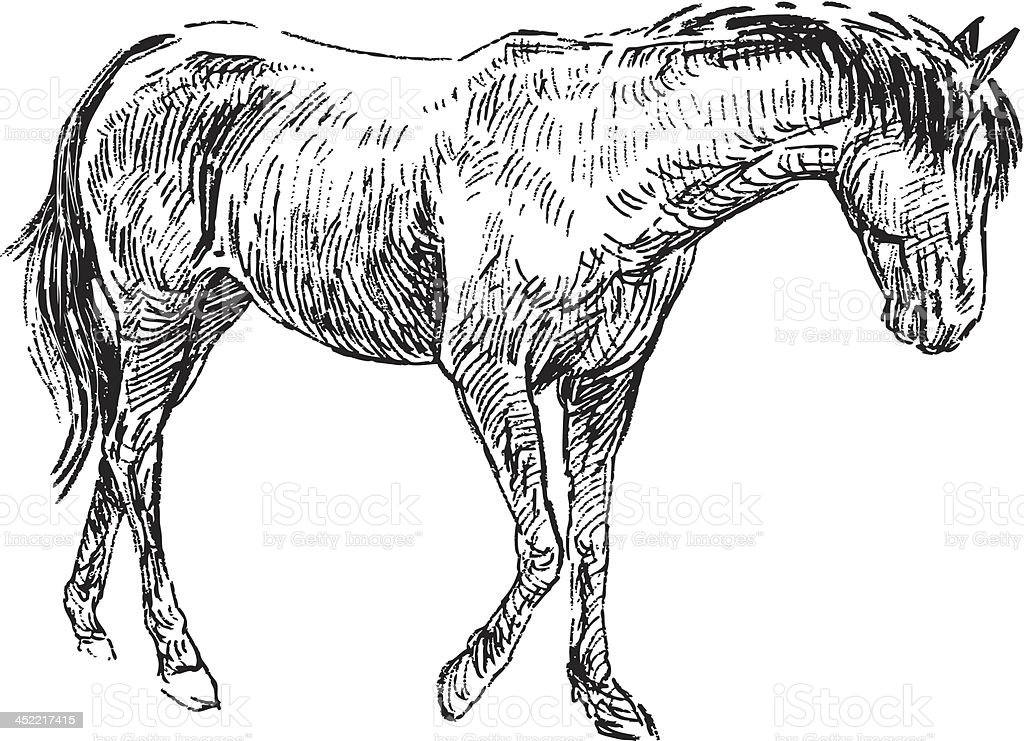 Detail Sketsa Gambar Hewan Kuda Nomer 31