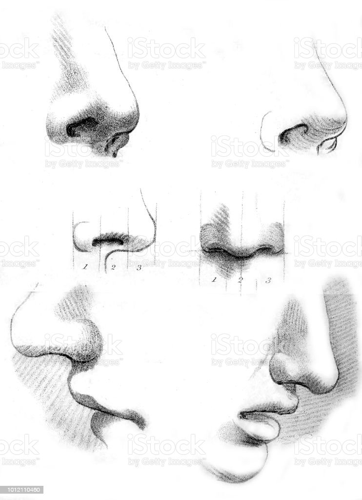 Detail Sketsa Gambar Hidung Nomer 14