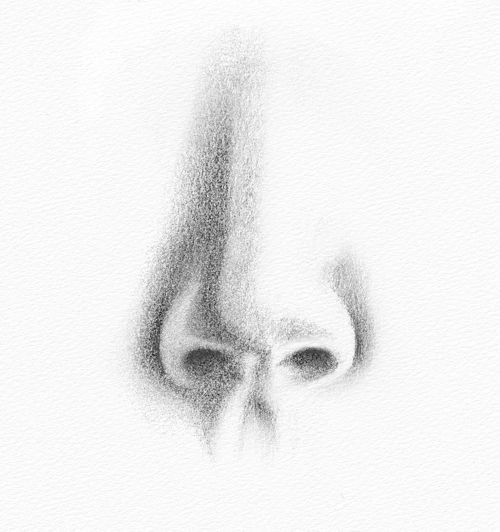 Detail Sketsa Gambar Hidung Nomer 9