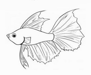 Detail Sketsa Gambar Ikan Cupang Nomer 12