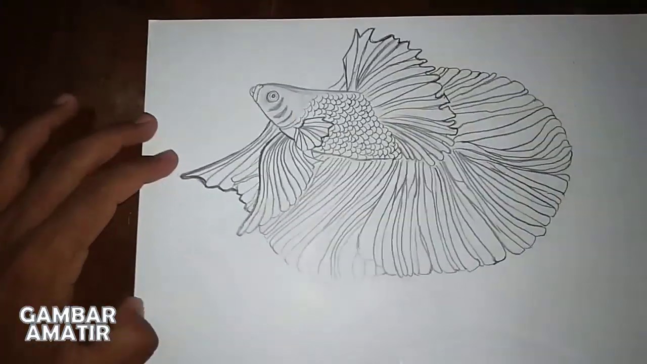 Detail Sketsa Gambar Ikan Cupang Nomer 22