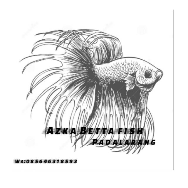 Detail Sketsa Gambar Ikan Cupang Nomer 25