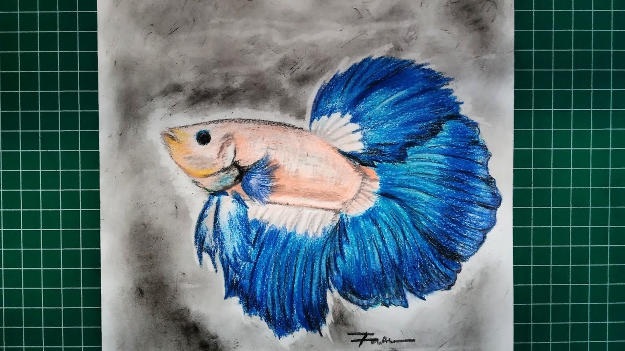 Detail Sketsa Gambar Ikan Cupang Nomer 28