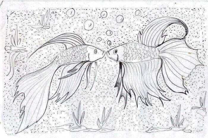 Detail Sketsa Gambar Ikan Cupang Nomer 37