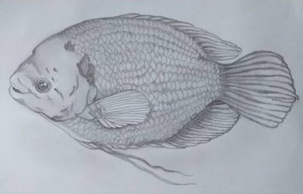 Detail Sketsa Gambar Ikan Cupang Nomer 41