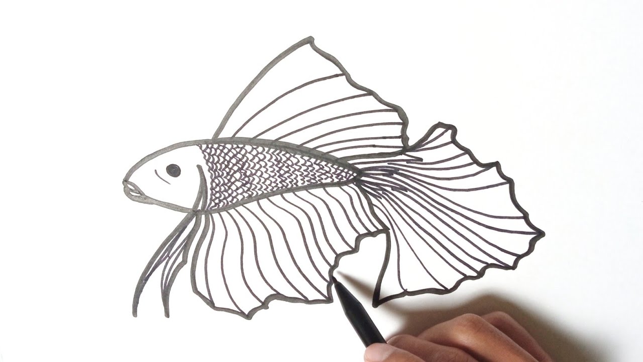 Detail Sketsa Gambar Ikan Cupang Nomer 56