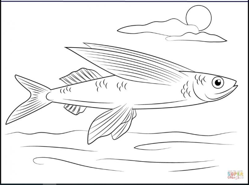 Detail Sketsa Gambar Ikan Doc Nomer 29