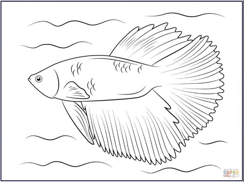 Detail Sketsa Gambar Ikan Doc Nomer 5