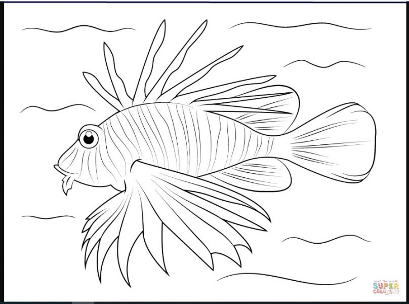 Detail Sketsa Gambar Ikan Doc Nomer 6