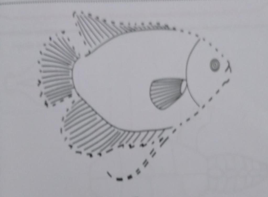 Detail Sketsa Gambar Ikan Doc Nomer 47