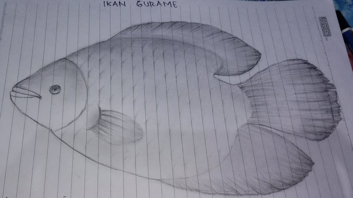 Detail Sketsa Gambar Ikan Gurame Nomer 2