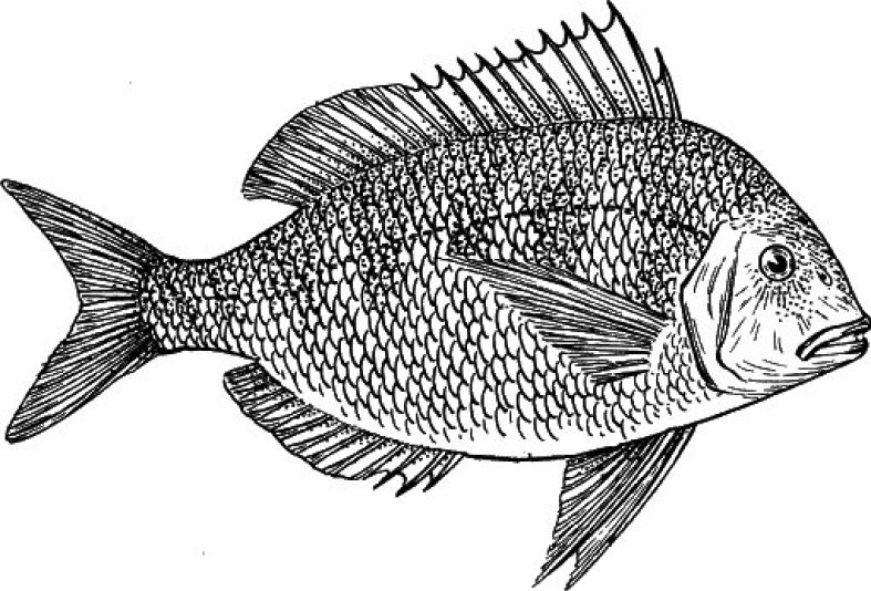 Detail Sketsa Gambar Ikan Gurame Nomer 11