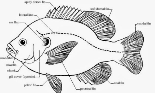 Detail Sketsa Gambar Ikan Gurame Nomer 12