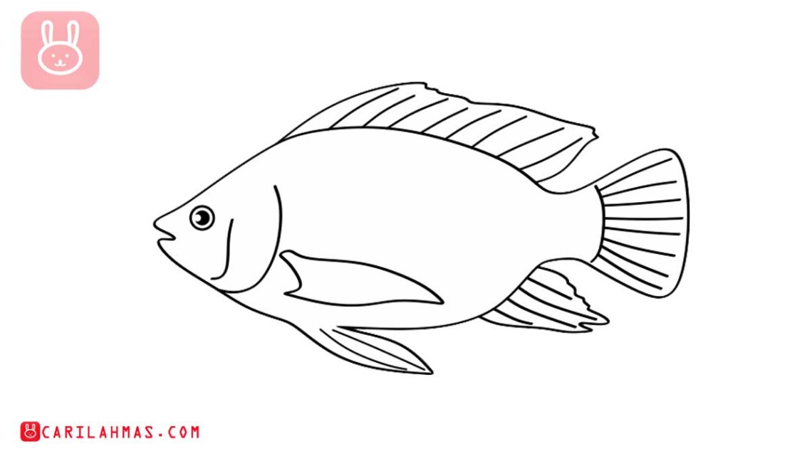 Detail Sketsa Gambar Ikan Gurame Nomer 14