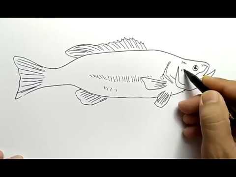 Detail Sketsa Gambar Ikan Gurame Nomer 18