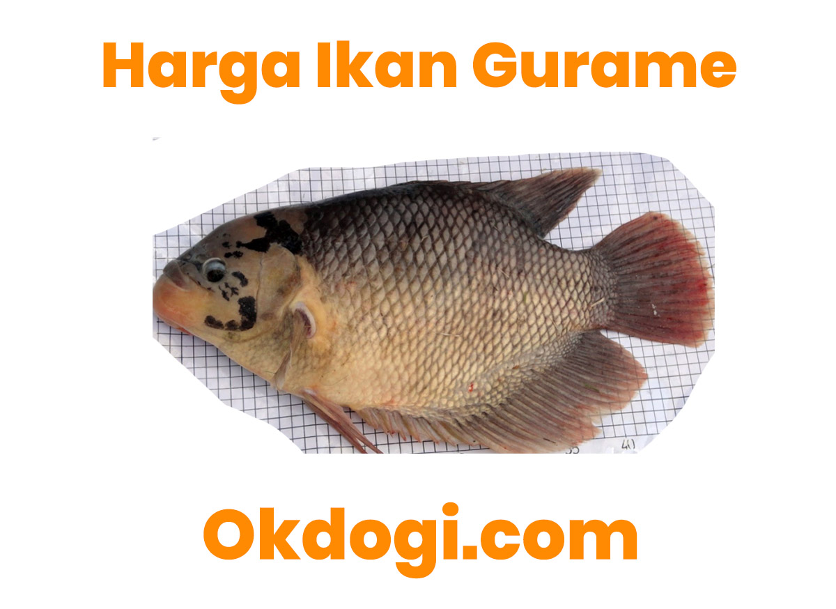 Detail Sketsa Gambar Ikan Gurame Nomer 36