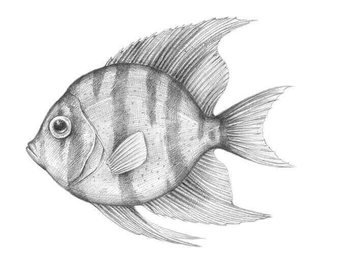 Detail Sketsa Gambar Ikan Hias Nomer 38