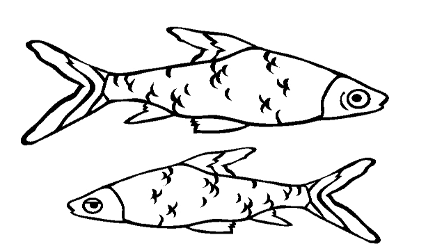 Detail Sketsa Gambar Ikan Hias Nomer 45