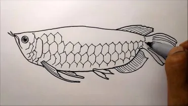 Detail Sketsa Gambar Ikan Hias Nomer 51