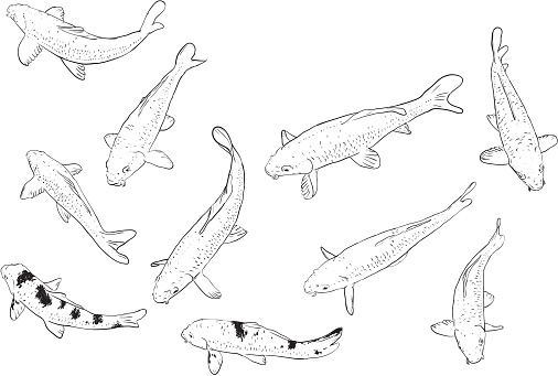 Detail Sketsa Gambar Ikan Koi Nomer 18