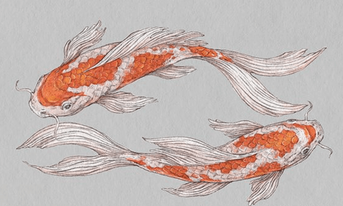 Detail Sketsa Gambar Ikan Koi Nomer 25