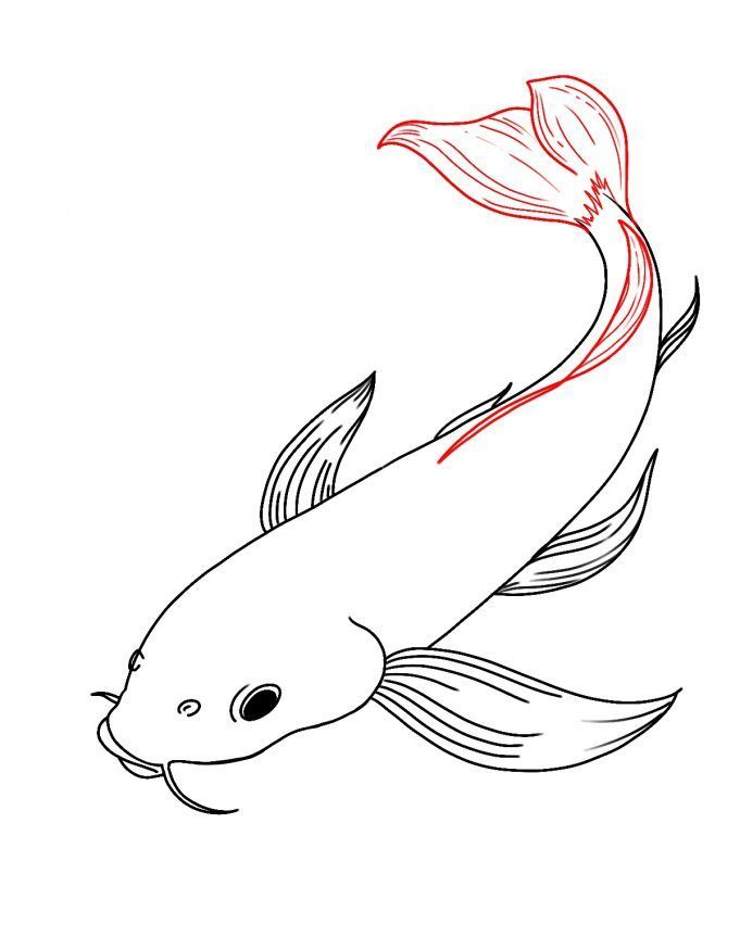 Detail Sketsa Gambar Ikan Koi Nomer 30