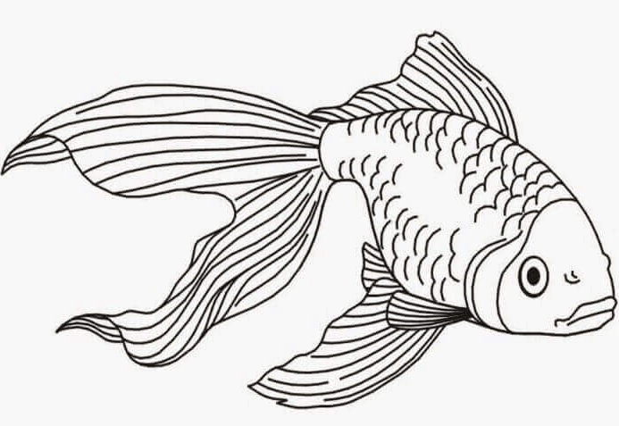 Detail Sketsa Gambar Ikan Koi Nomer 38