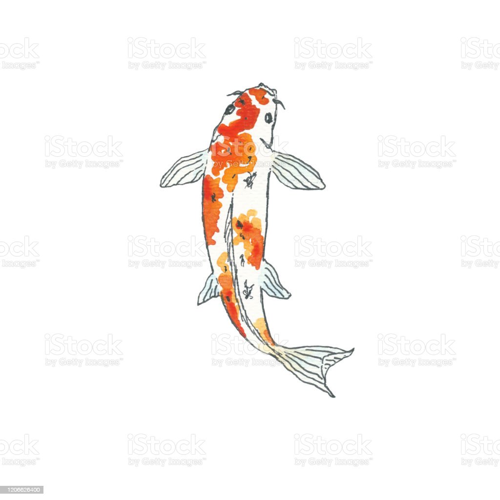 Detail Sketsa Gambar Ikan Koi Nomer 6
