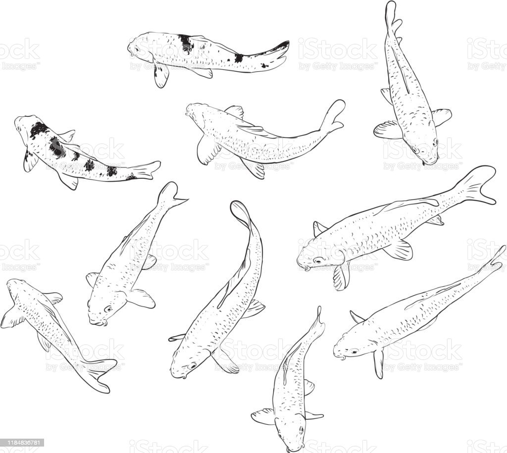 Detail Sketsa Gambar Ikan Koi Nomer 49