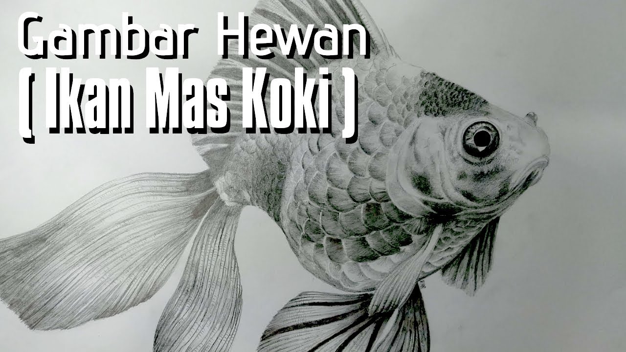 Detail Sketsa Gambar Ikan Koi Nomer 53