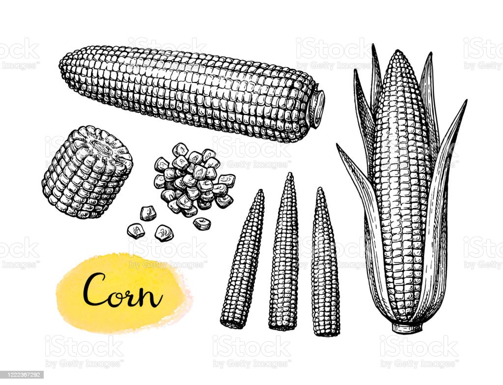 Detail Sketsa Gambar Jagung Nomer 12