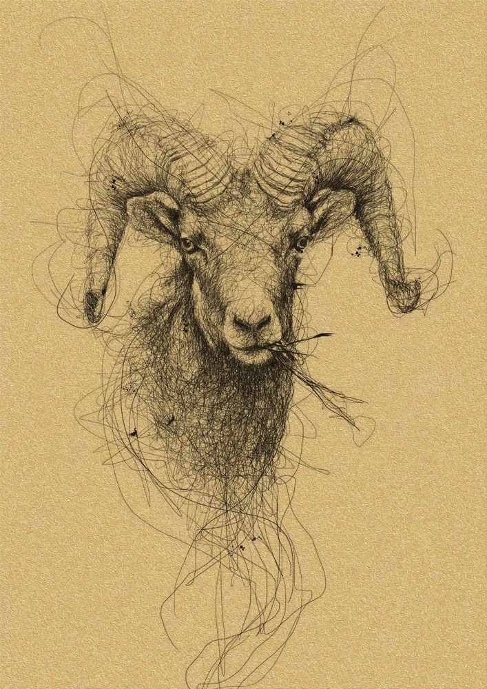 Detail Sketsa Gambar Kambing Nomer 39