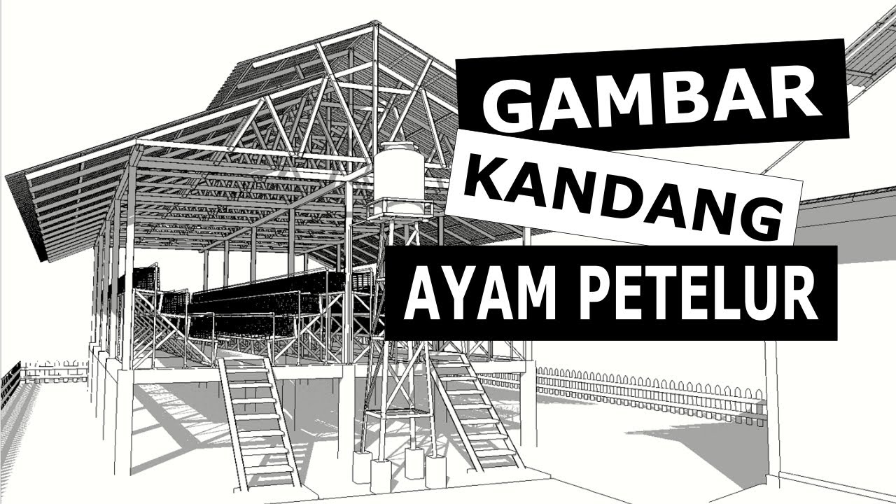 Detail Sketsa Gambar Kandang Ayam Petelur Nomer 29