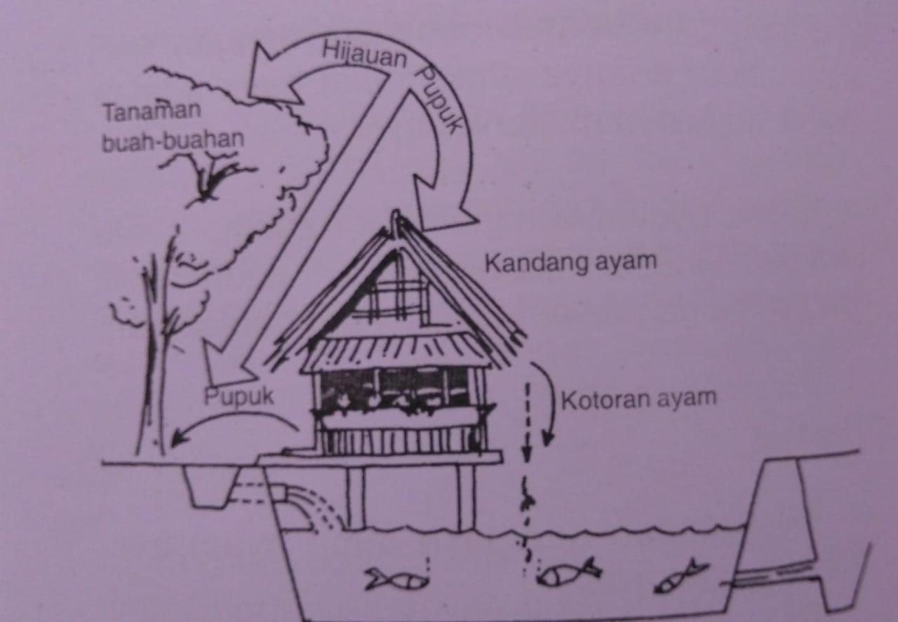 Detail Sketsa Gambar Kandang Ayam Petelur Nomer 48