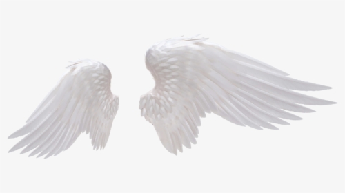 Detail White Angel Wings Transparent Nomer 17