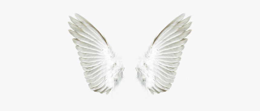Detail White Angel Wings Transparent Nomer 39