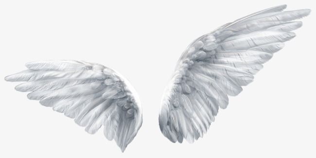 Detail White Angel Wings Transparent Nomer 9