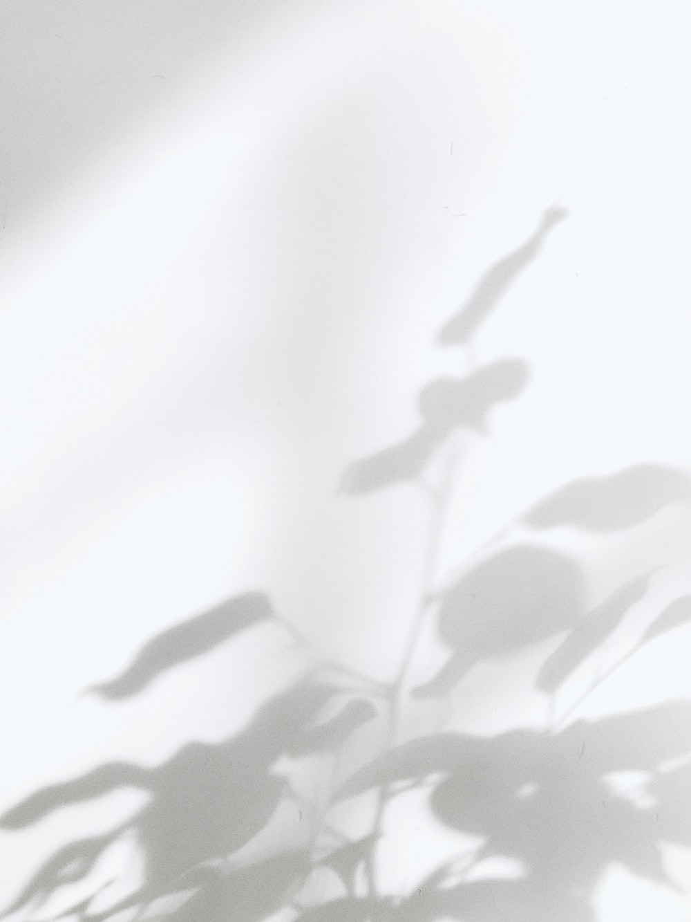 Detail White Background Images Nomer 52