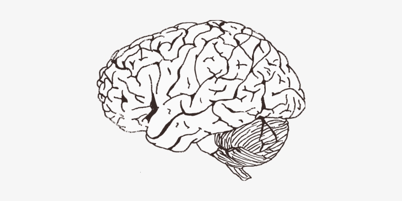 Detail White Brain Png Nomer 24