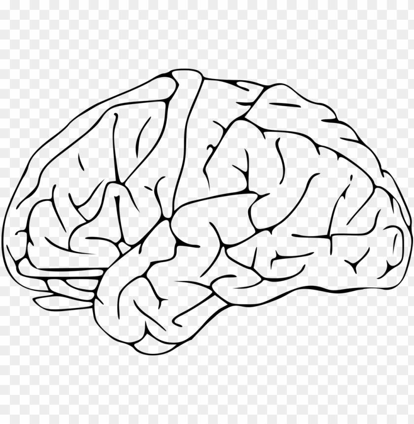 Detail White Brain Png Nomer 32