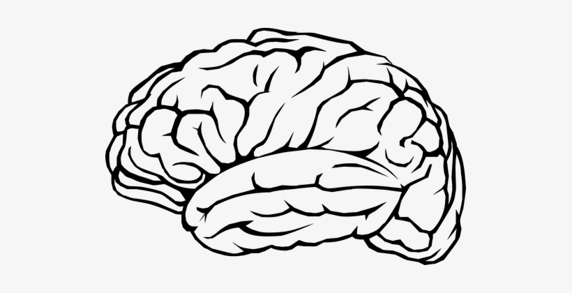 Detail White Brain Png Nomer 9